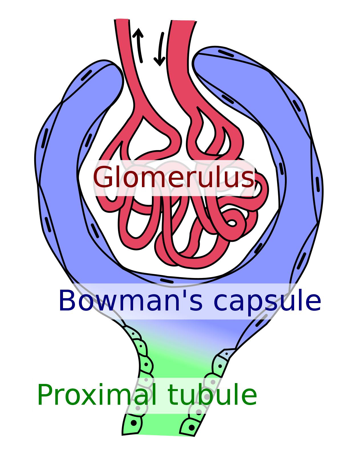 What is a glomerulus? Chronic Kidney Disease Explained