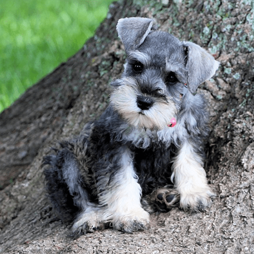 About Miniature Schnauzers CKM Mini Schnauzers