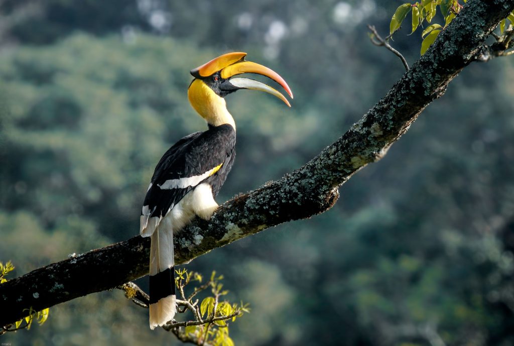 5 Hornbill Facts The National Bird of Malaysia CKPets