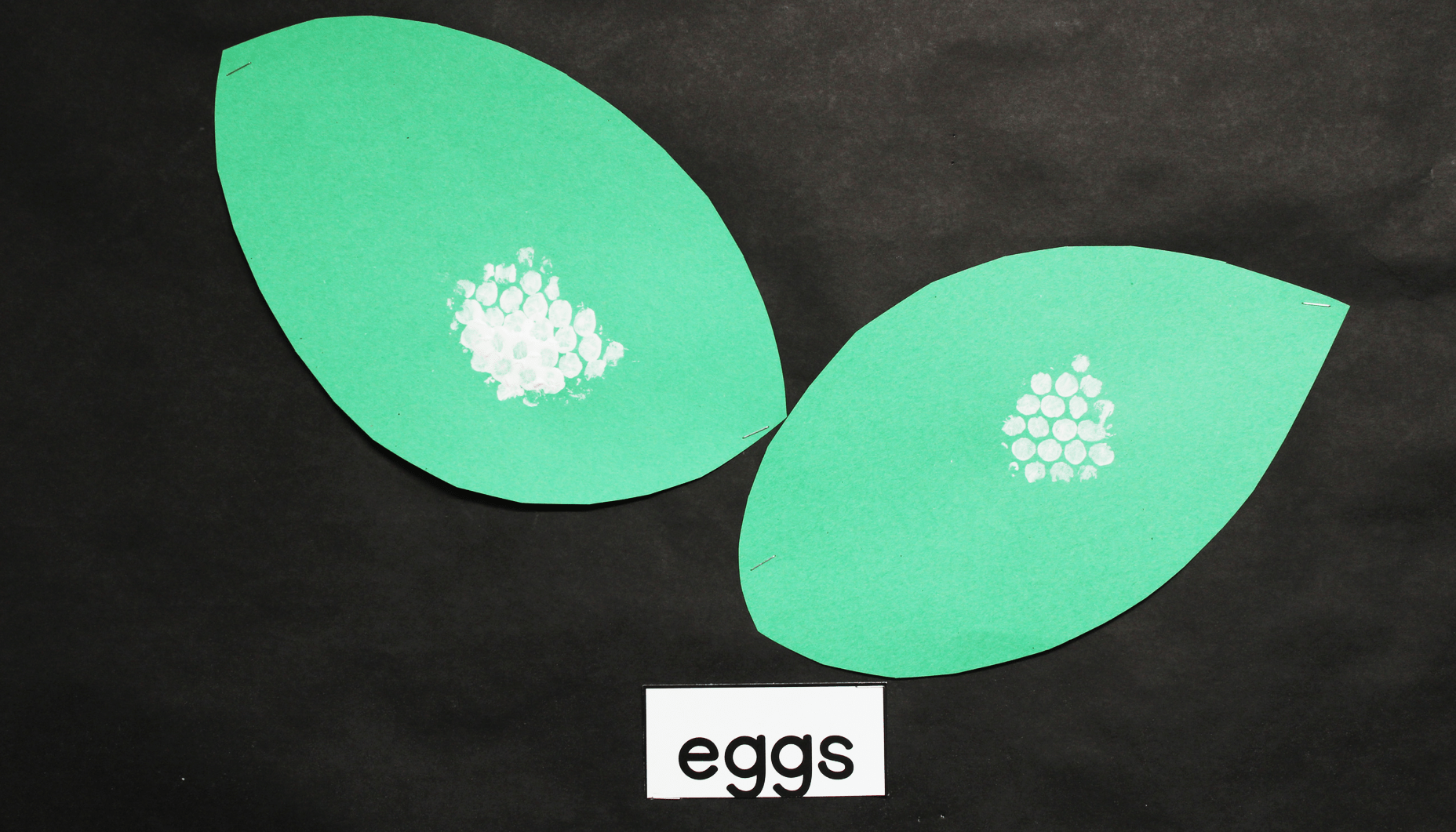 Butterfly Life Cycle Bulletin Board Fun365