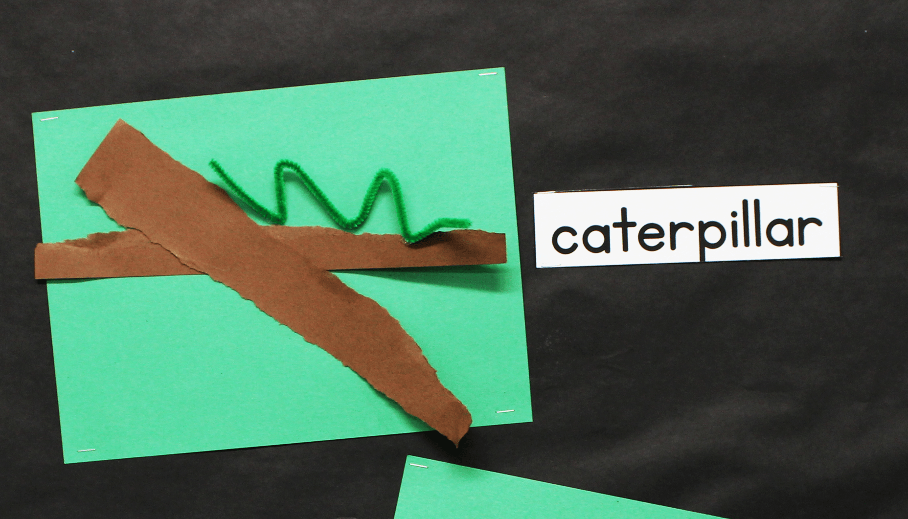 Butterfly Life Cycle Bulletin Board Fun365