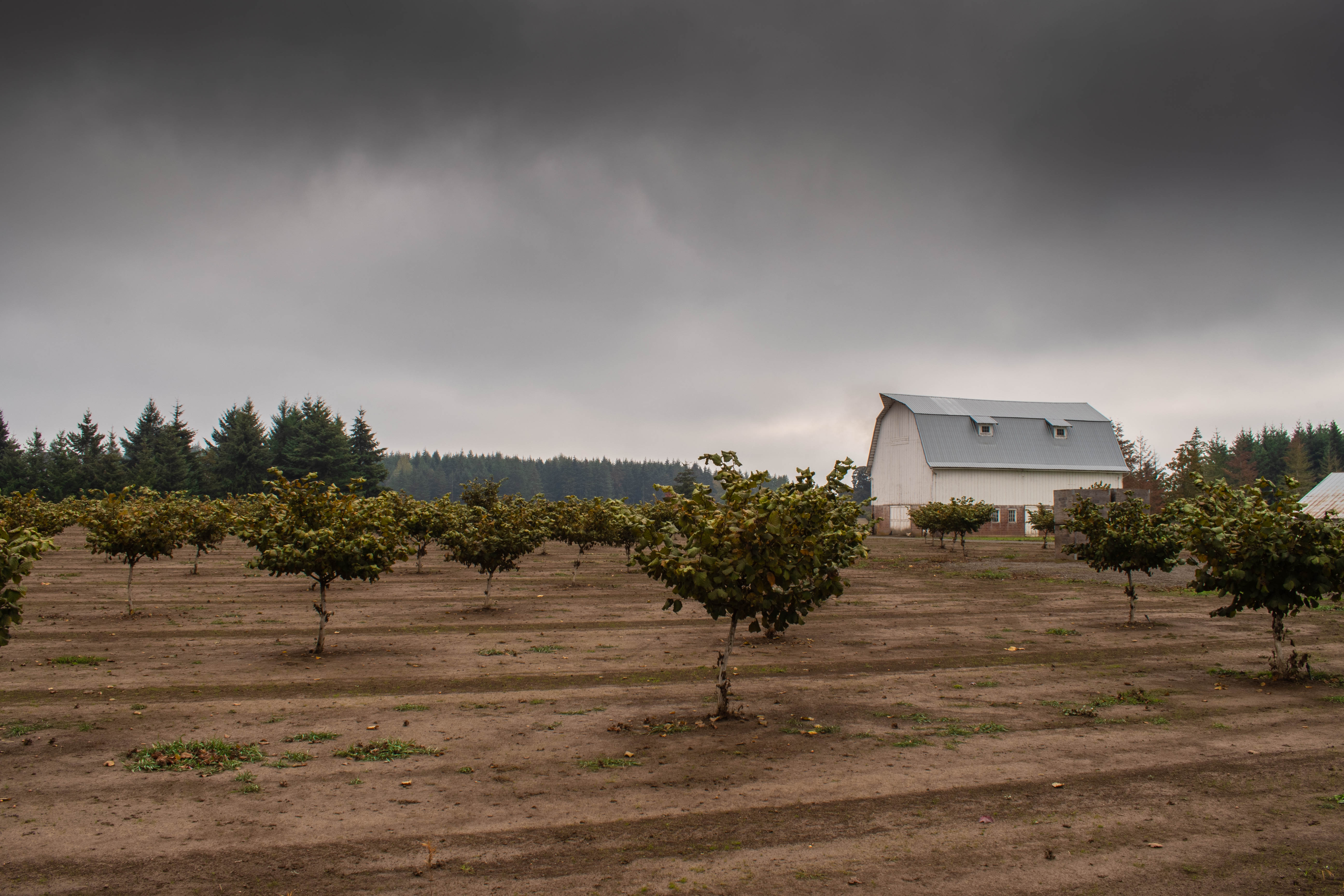 Needy Rd. Barn 1 Canby Barns of Clackamas County