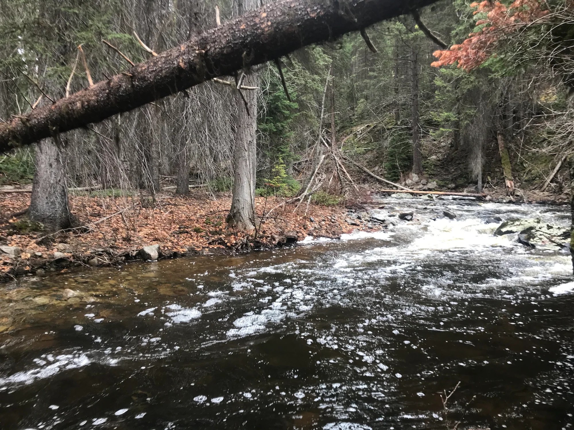 Trout Creek Kelowna BC Gold Claim For Sale