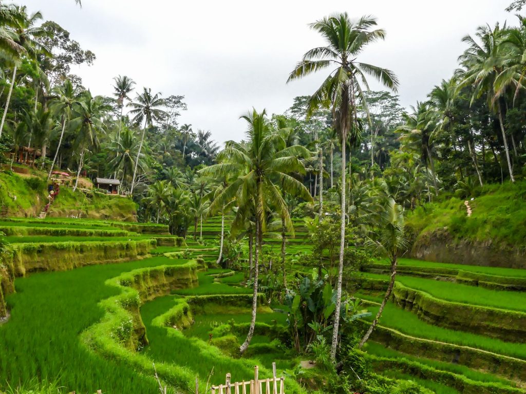 Tegallalang ricefields