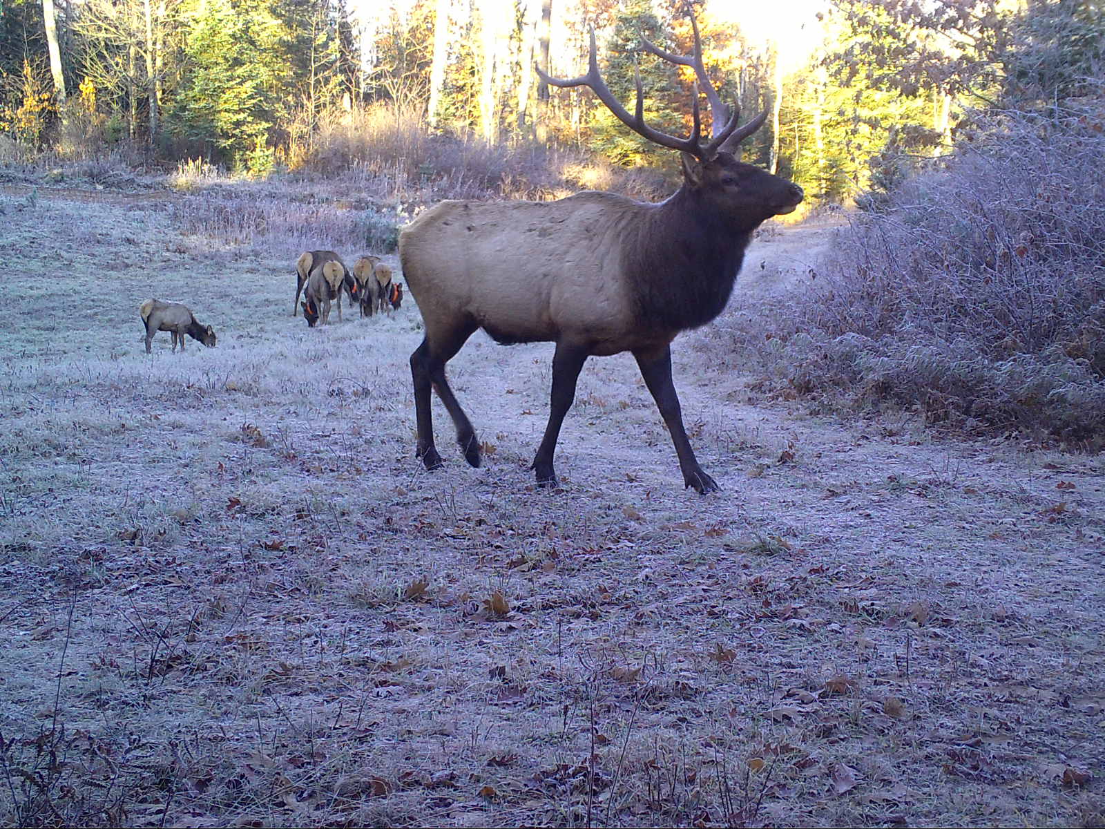 Lodging in The Elk Capital of Wisconsin Hotel Rooms for Elk Viewing