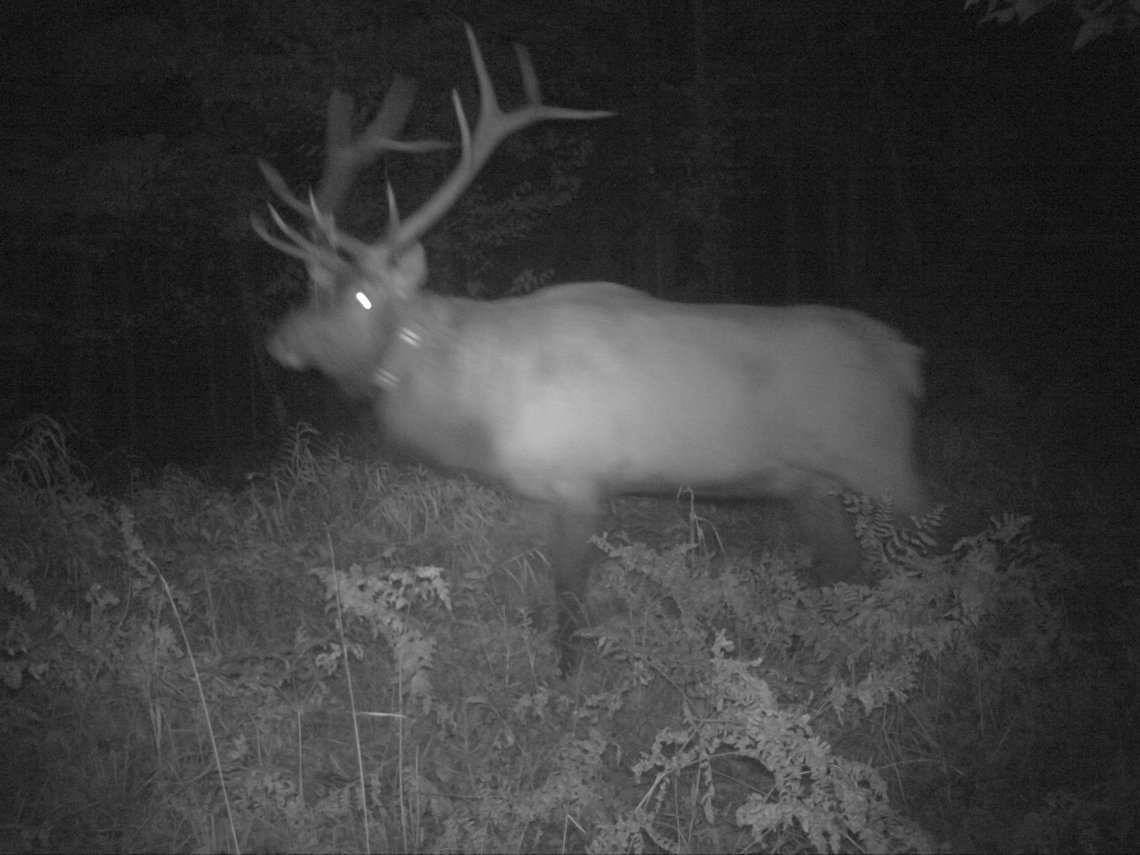 Clam Lake Elk Herd Update December 2016 Clam Lake WI