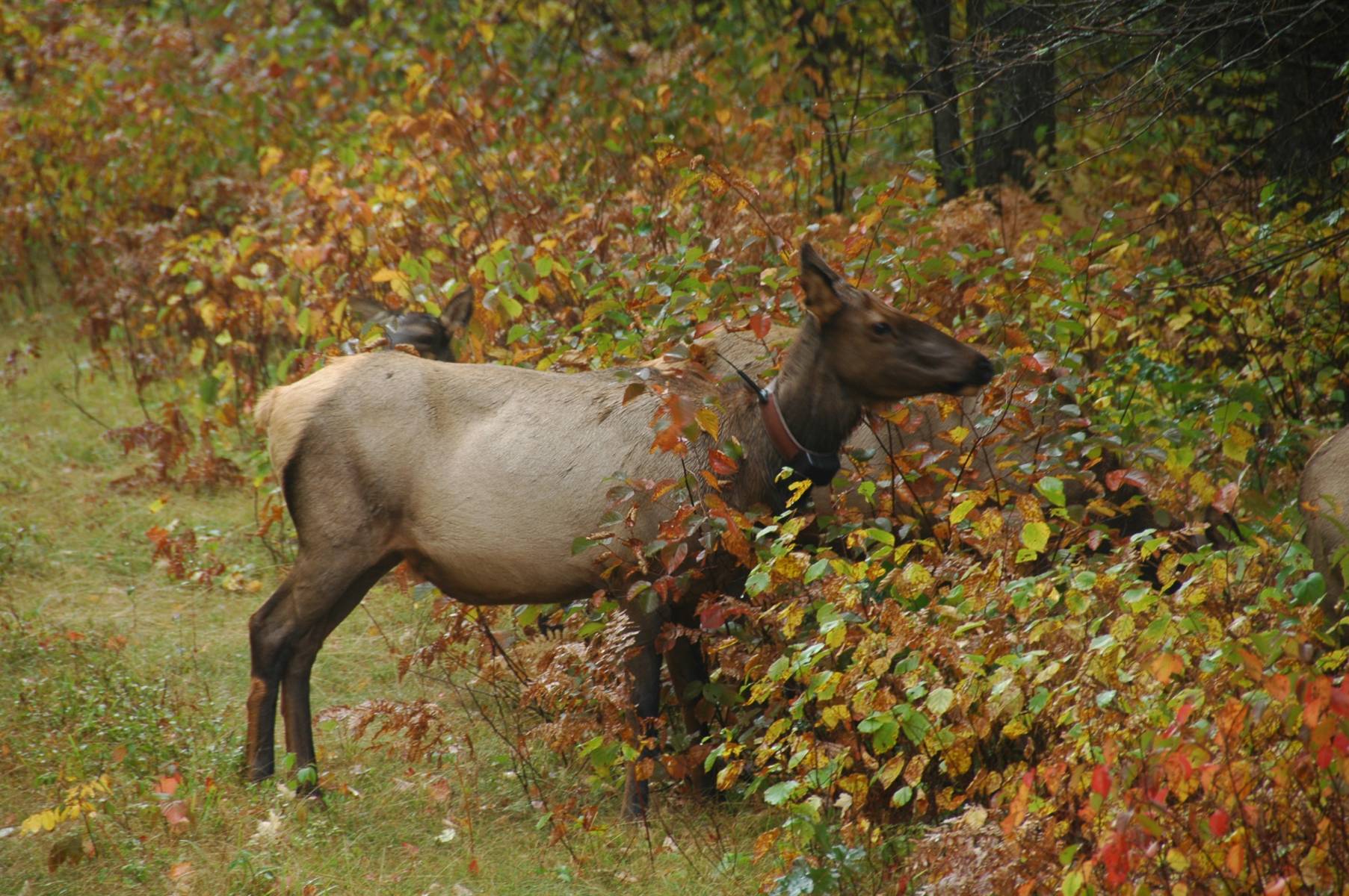Clam Lake, WI Elk Herd The Elk Capital of Wisconsin