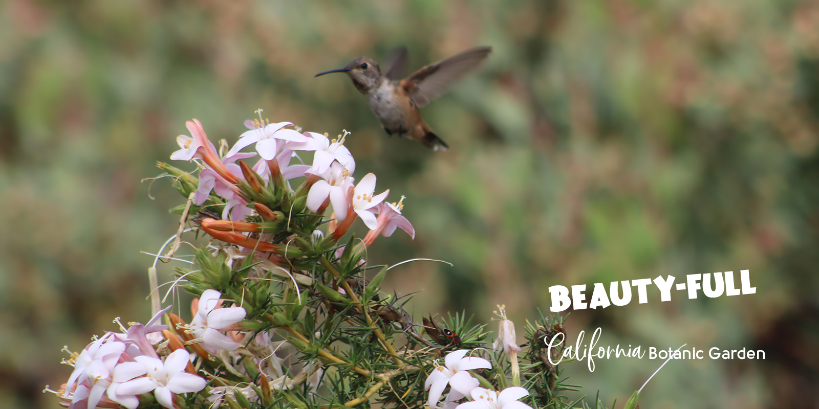 Claremont Events calendar produced by Claremont Heritage