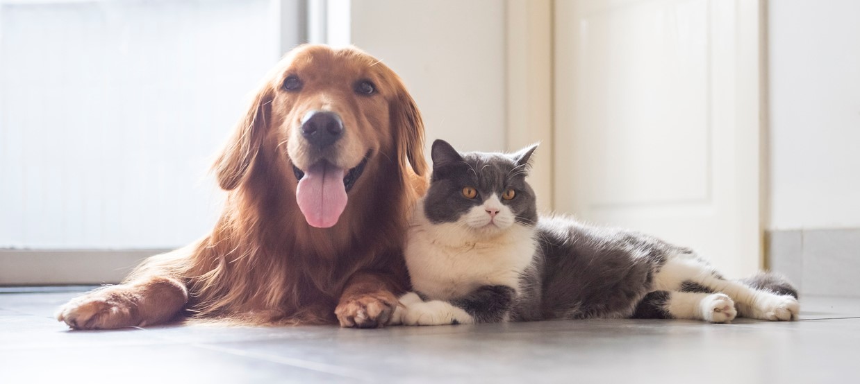 A victory for pet lovers, the City of Vancouver prohibits landlord from