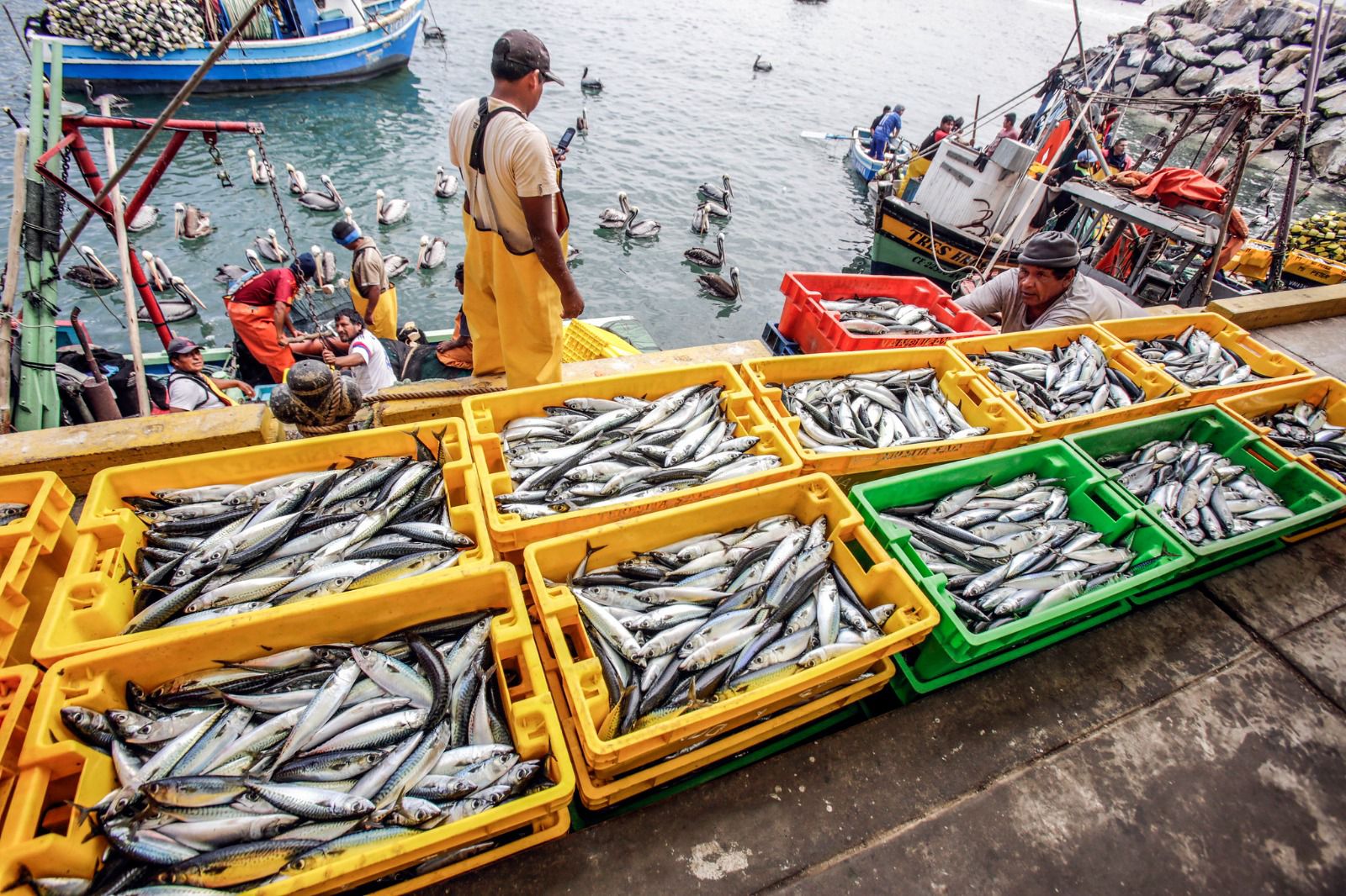 Pesca artesanal en Perú creció 50.4% entre enero y julio de 2025 Pesca artesanal en Perú creció 50.4% entre enero y julio de 2025