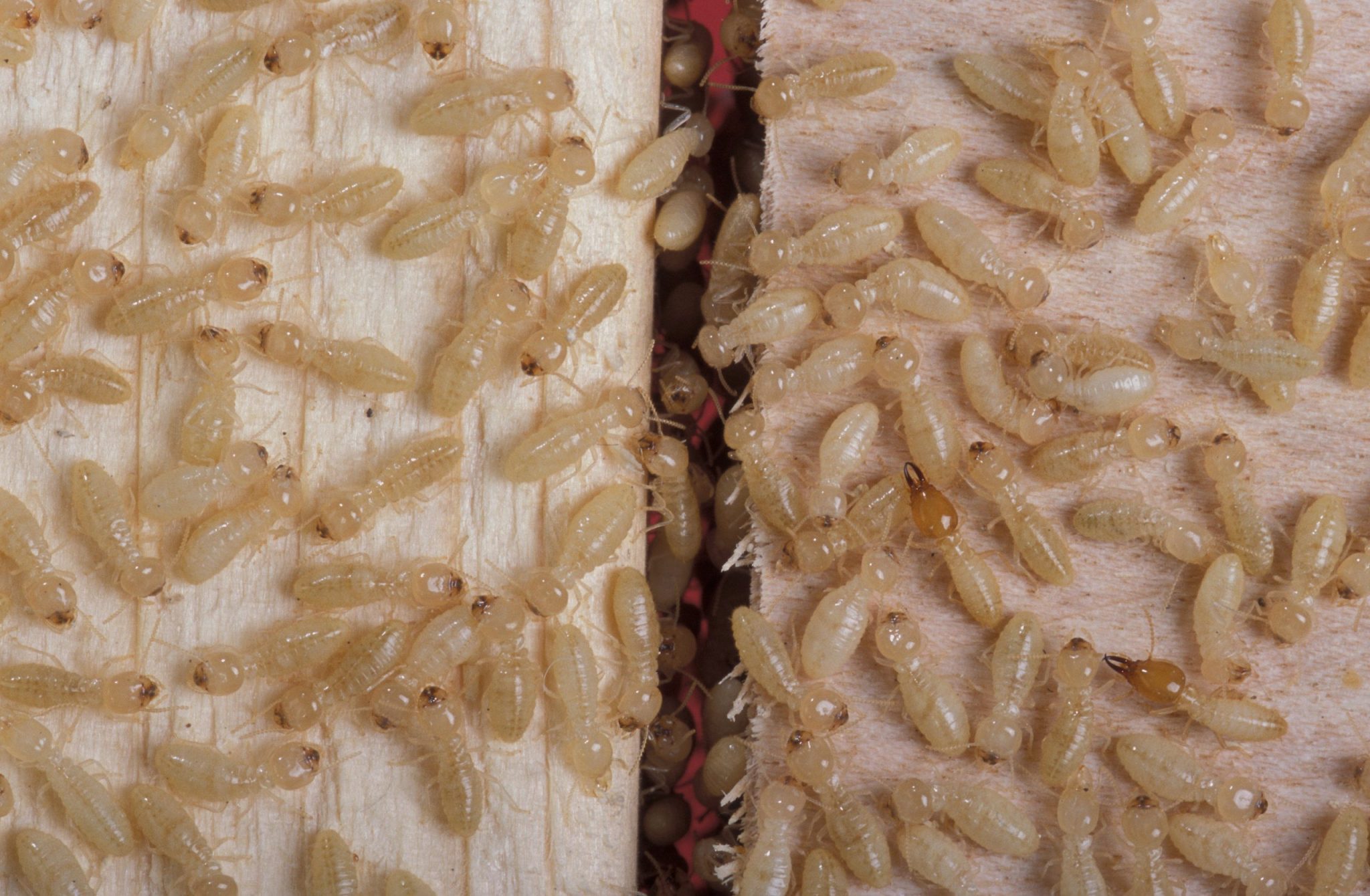 Can Termites Travel From One House To Another