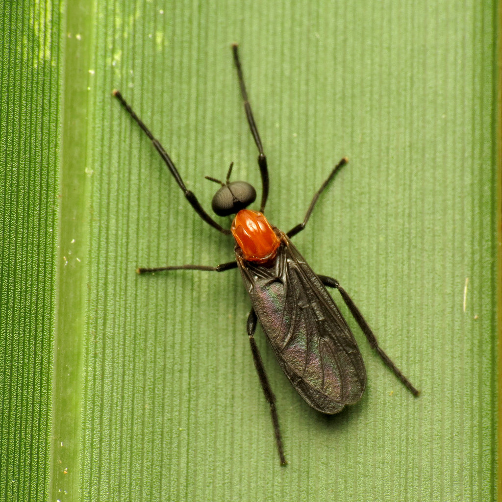 All About Lovebugs Clark ExterminatingClark Exterminating