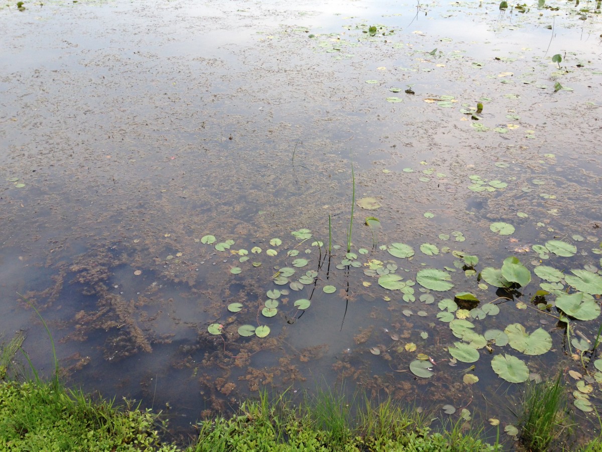 Initial Weed Treatment Appears Successful Clark Lake Spirit Foundation