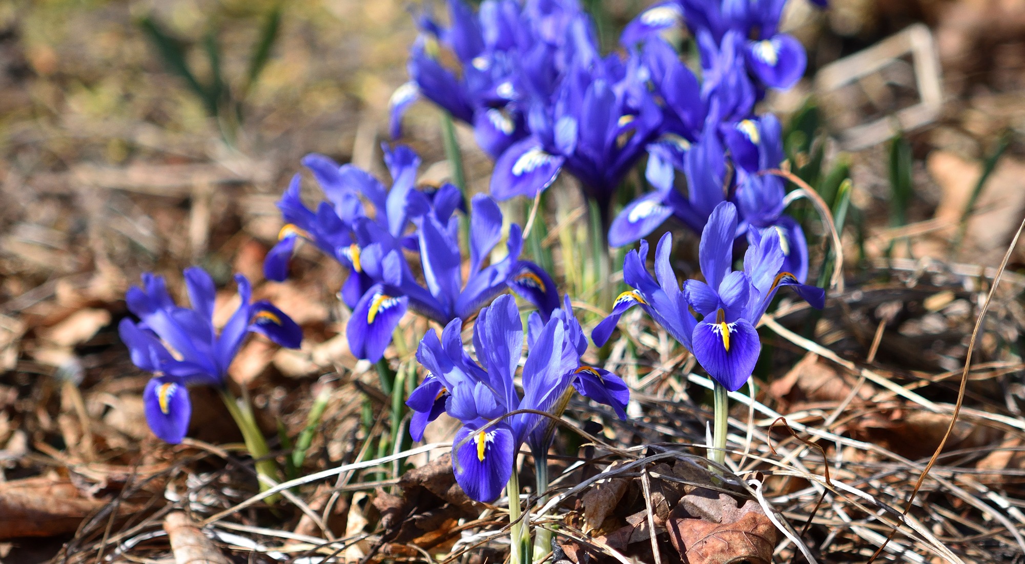 Clark Lake Potpourri Clark Lake Spirit Foundation