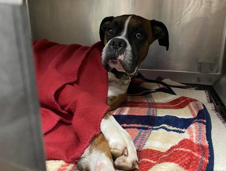 Brockport Veterinary Surgeries Surgeon Veterinary