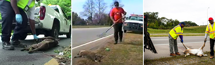 Free Dead Animal Removal in Clarksville Tennessee, Montgomery County TN