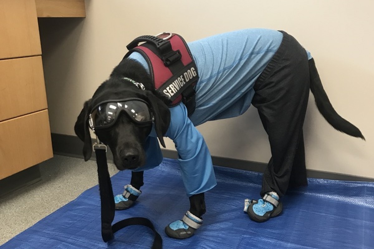 How Can I Get A Service Dog For Diabetes