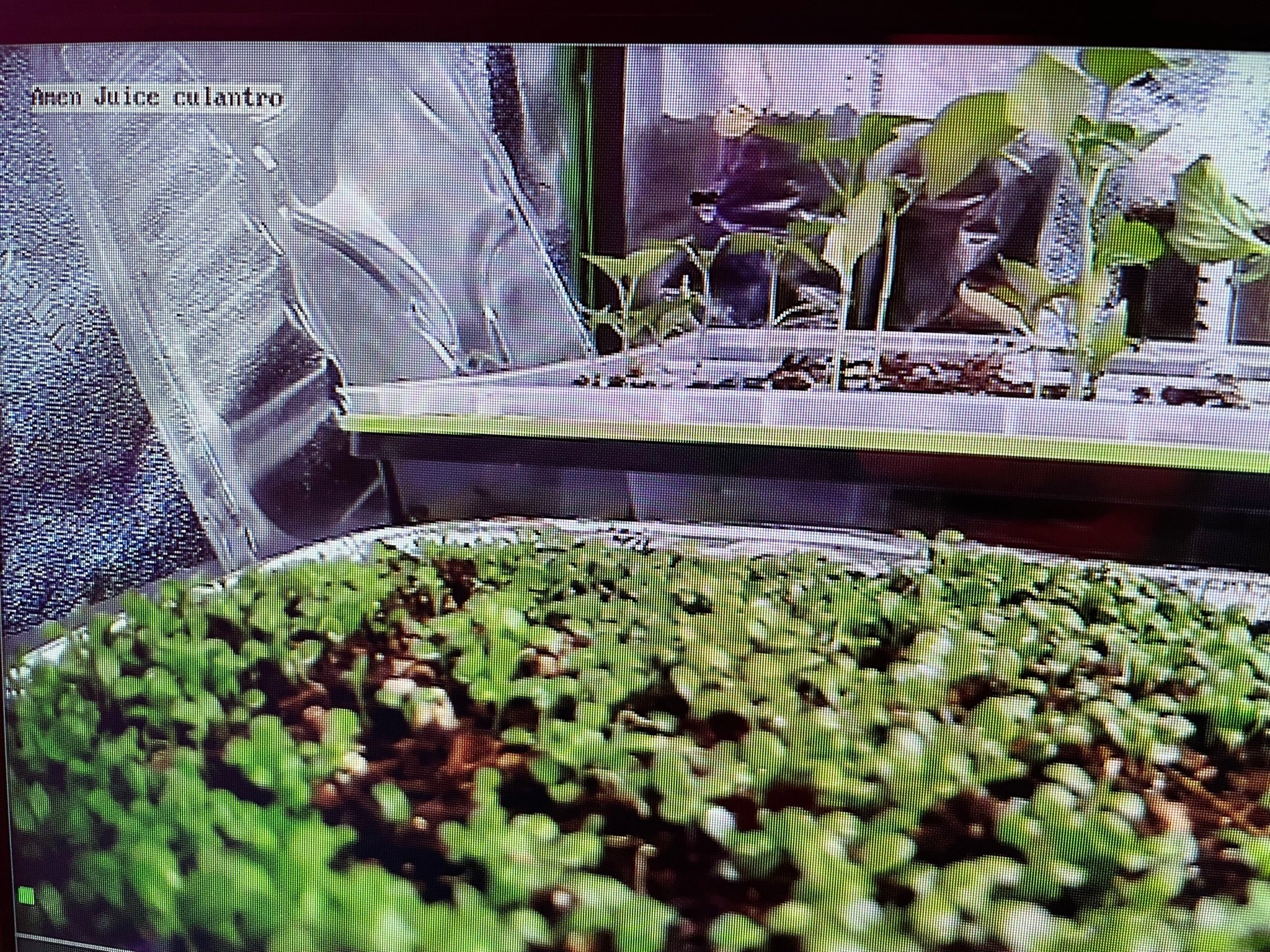 Germination & Growth Parsley claroshield