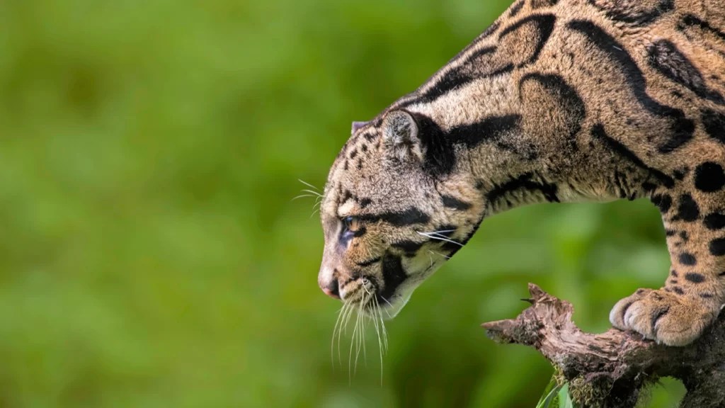 2023年版IUCNレッドリスト、過去最多の絶滅危惧種と保全活動による希望 CLASS EARTH