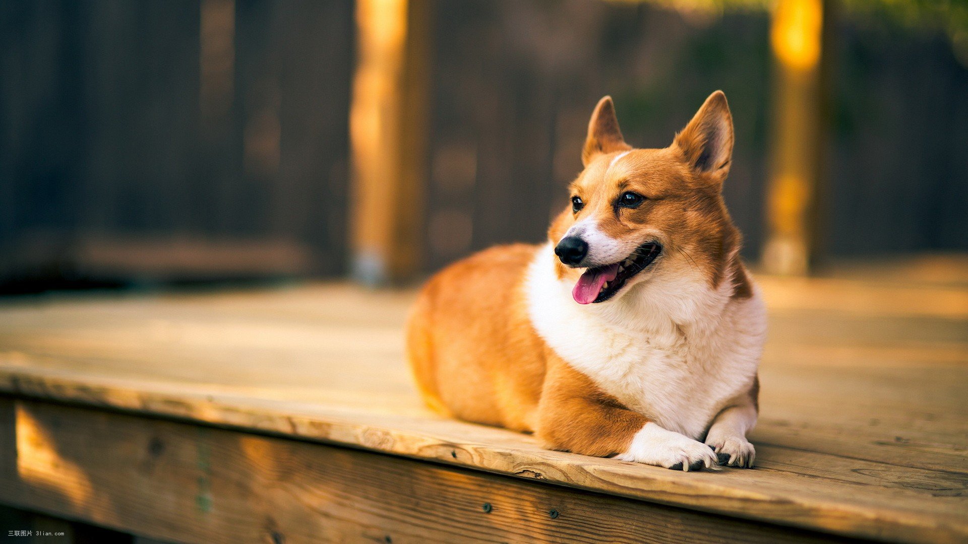 柯基 柴犬