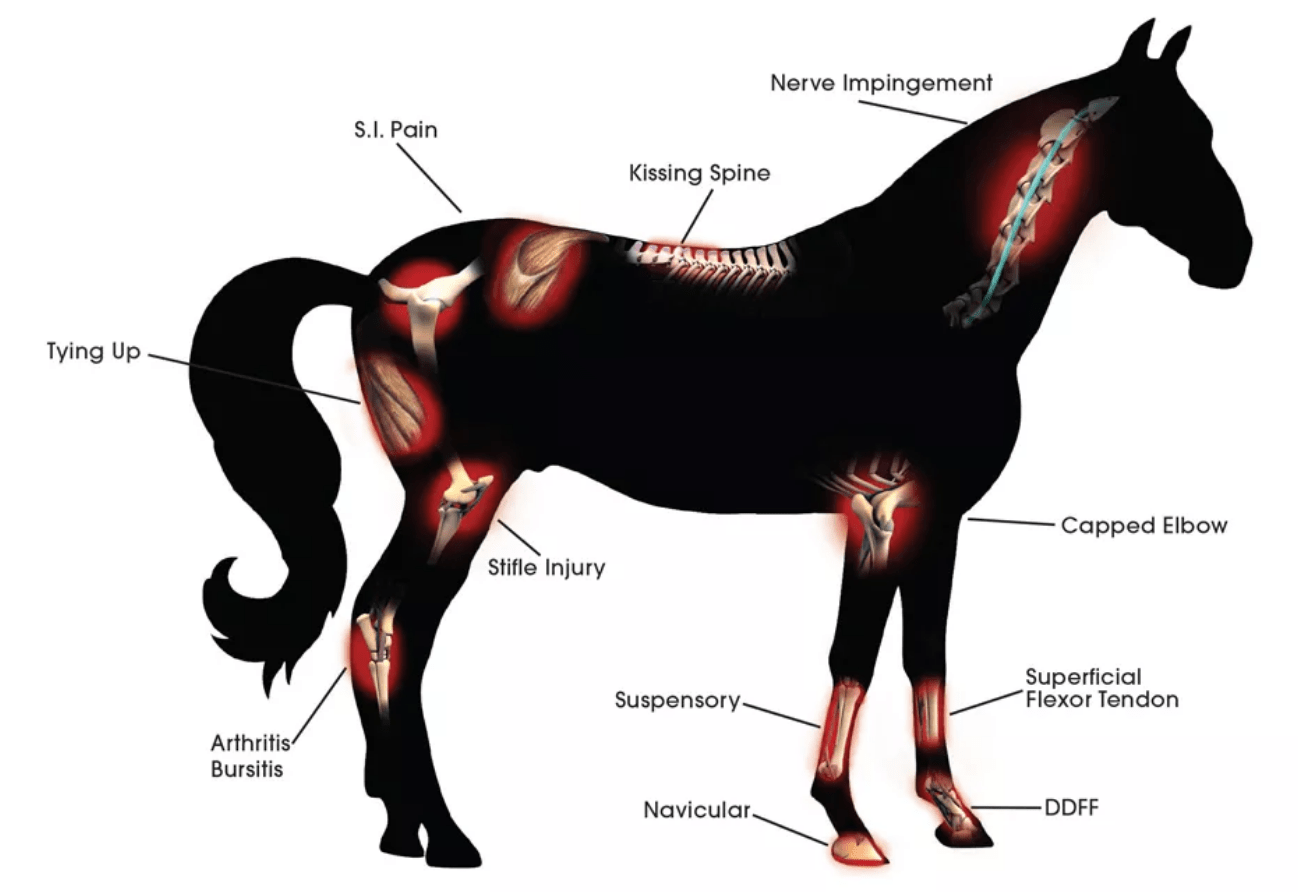 Veterinary, Pet, and Animal Use Cold Lasers Class 4 Lasers