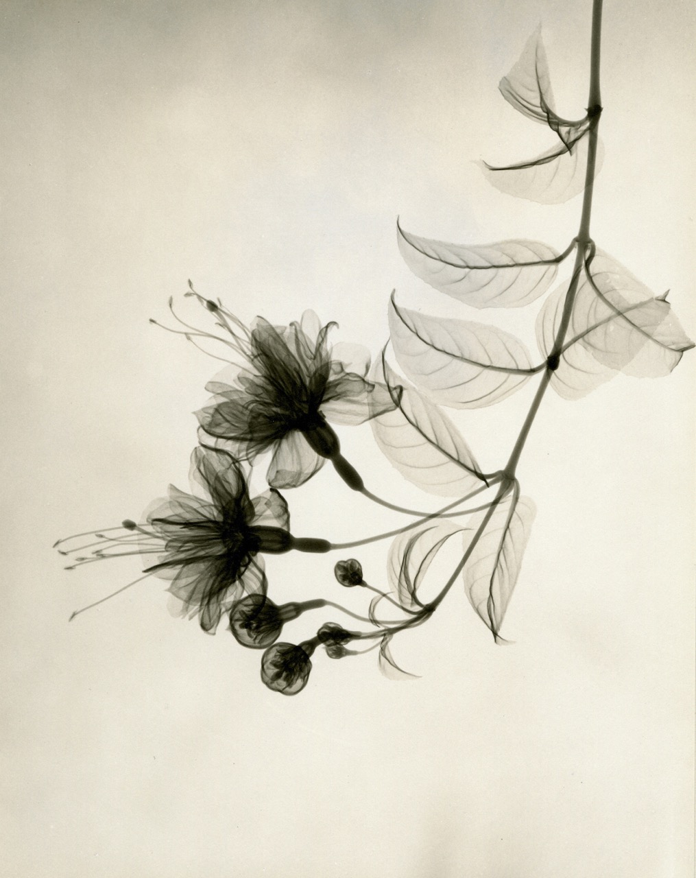 A Radiologist’s XRay Photographs of Flowers from the 1930s Pradip