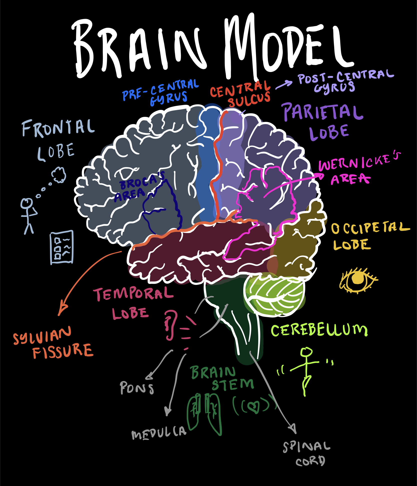 Brain Diagram Video - Classful