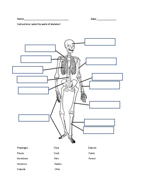 Bone Anatomy Worksheet - Classful