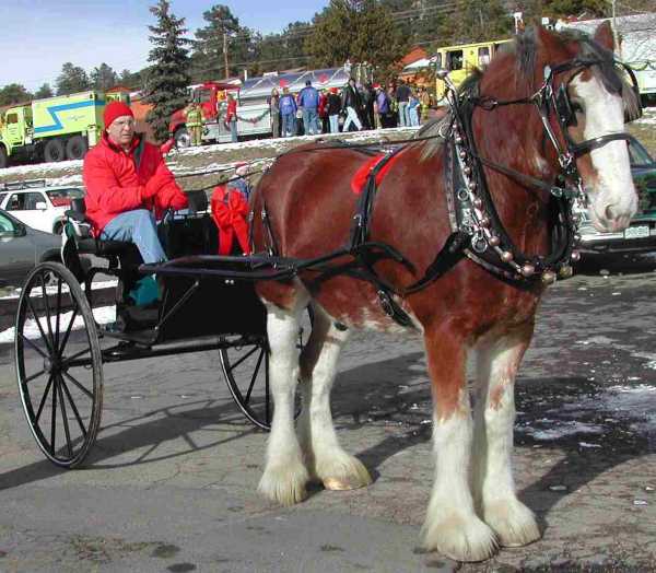 Classic Bells Neck Sleigh Bell Straps