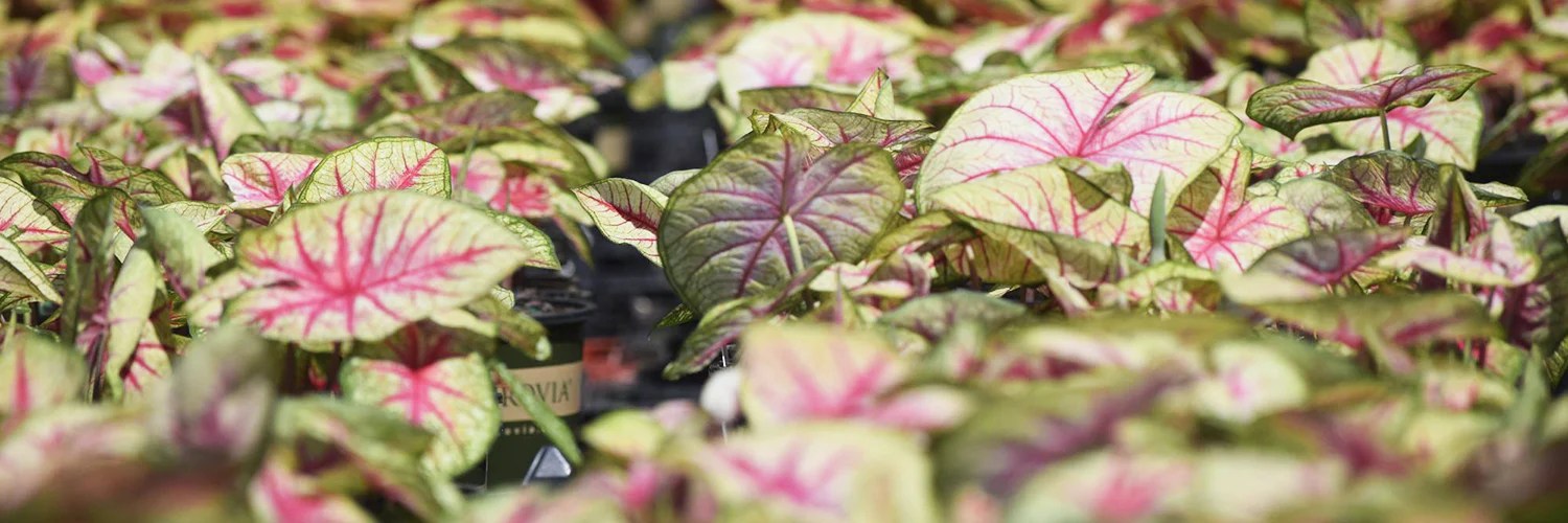 When Should I Plant My Caladium Bulbs? Classic Caladiums