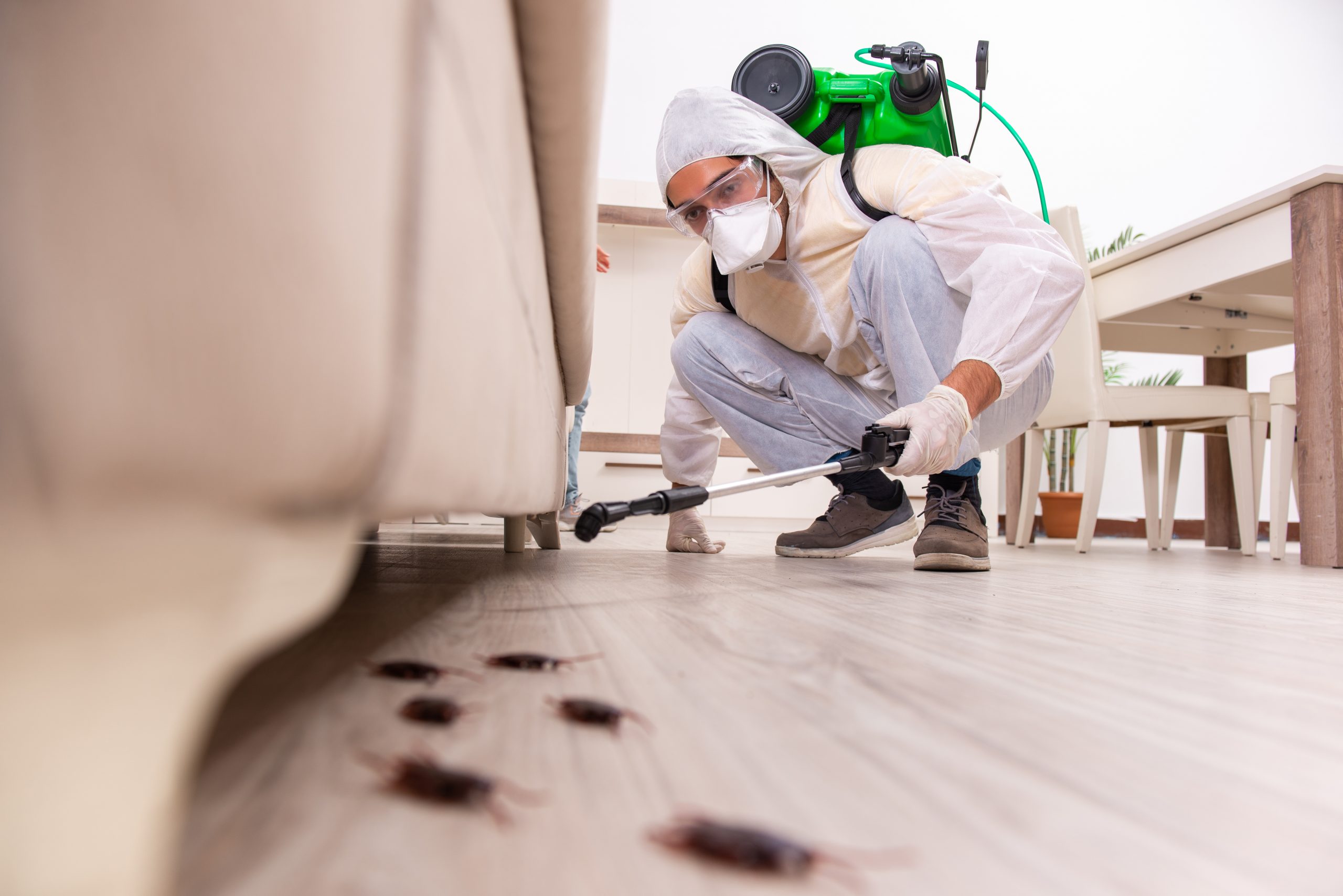 Pest Prevention and the Benefits to Your Home • Classic Construction