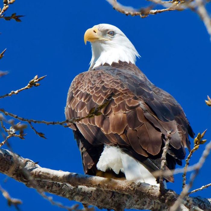 Eagles Are Awesome! Classic Hits 94.7