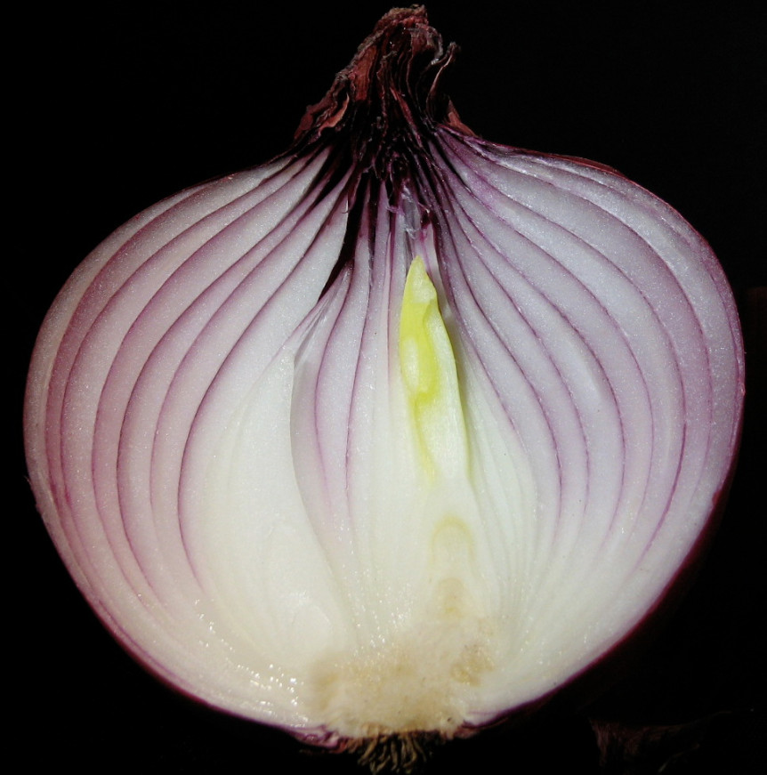 What Are Homeopathic Remedies Made From? Classic Homeopathy