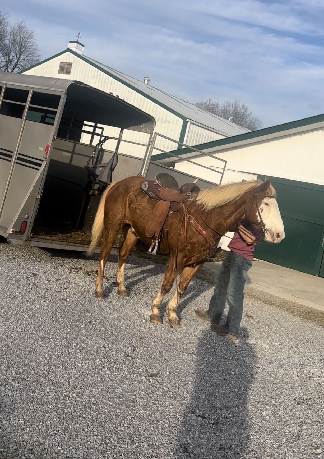 BRIDLELESS PAINT HORSE CISCO Classic Horse Auction
