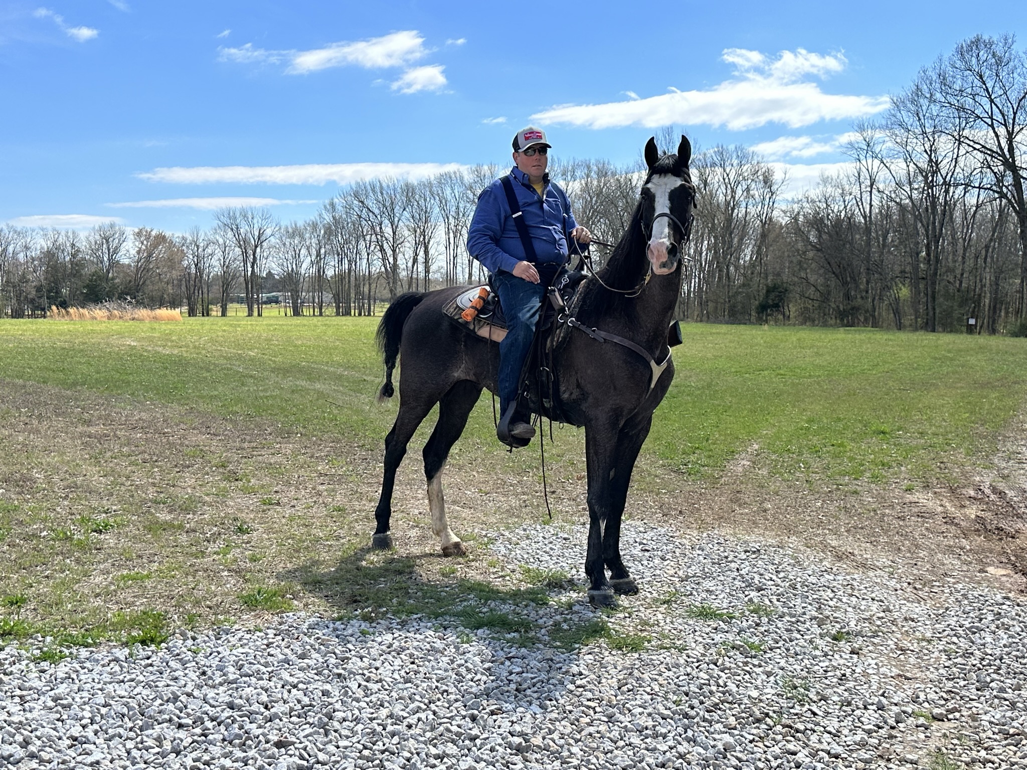 REGISTERED BLACK ROAN TENNESSEE WALKING HORSE GINERRIFIC Classic