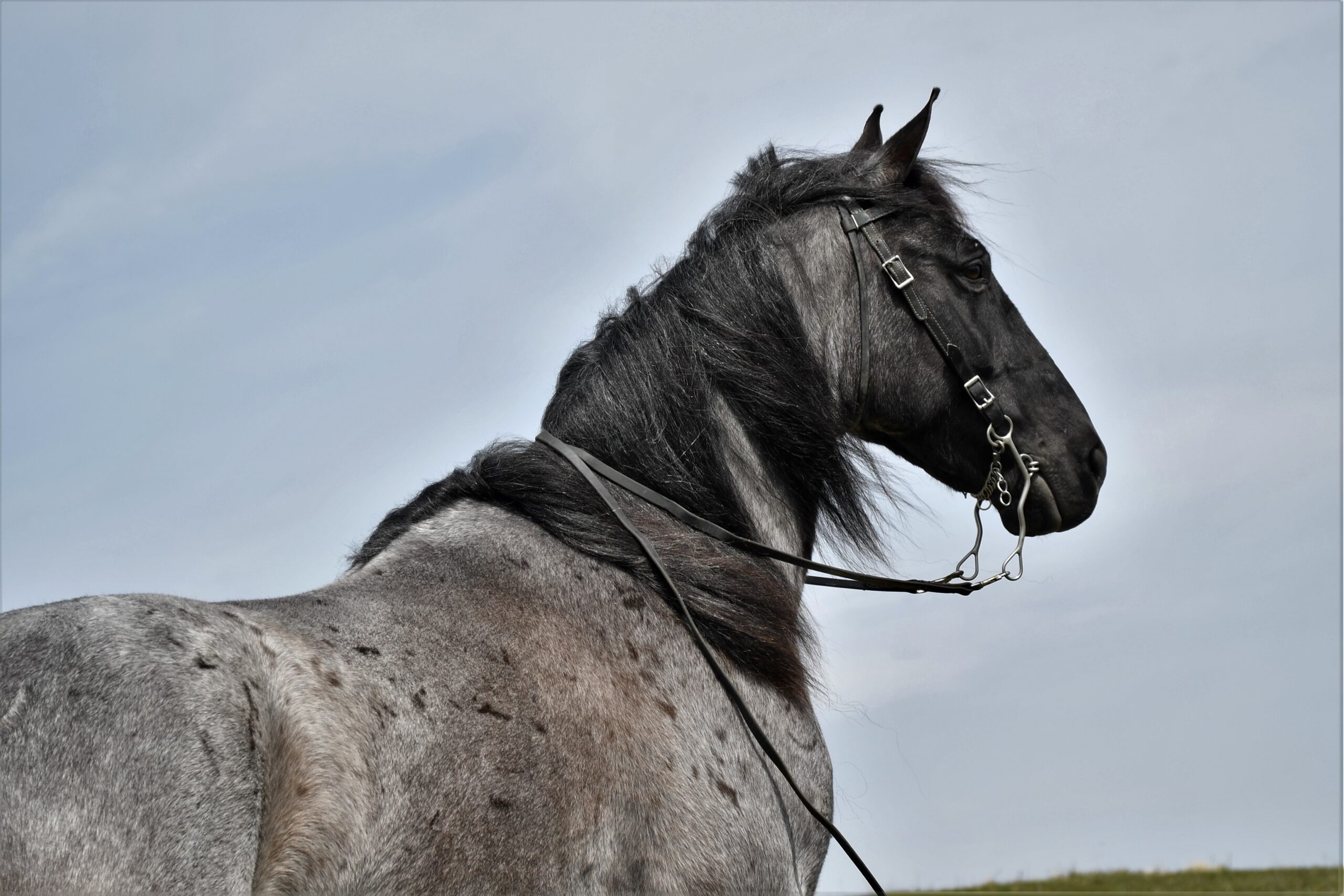 BLUE ROAN TENNESSEE WALKING HORSE SILVERADO NEW DOC ADDED Classic
