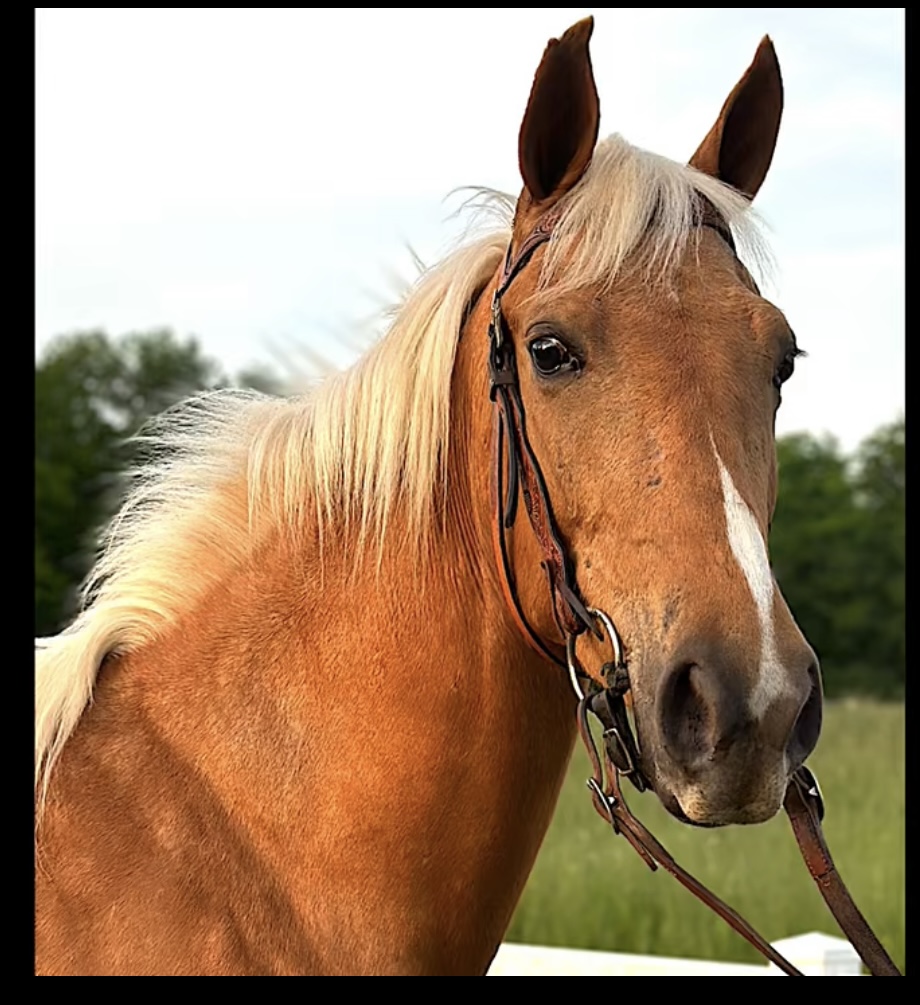 KENTUCKY MOUNTAIN HORSE MILLIE Classic Horse Auction