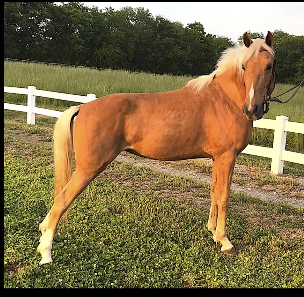 KENTUCKY MOUNTAIN HORSE MILLIE Classic Horse Auction