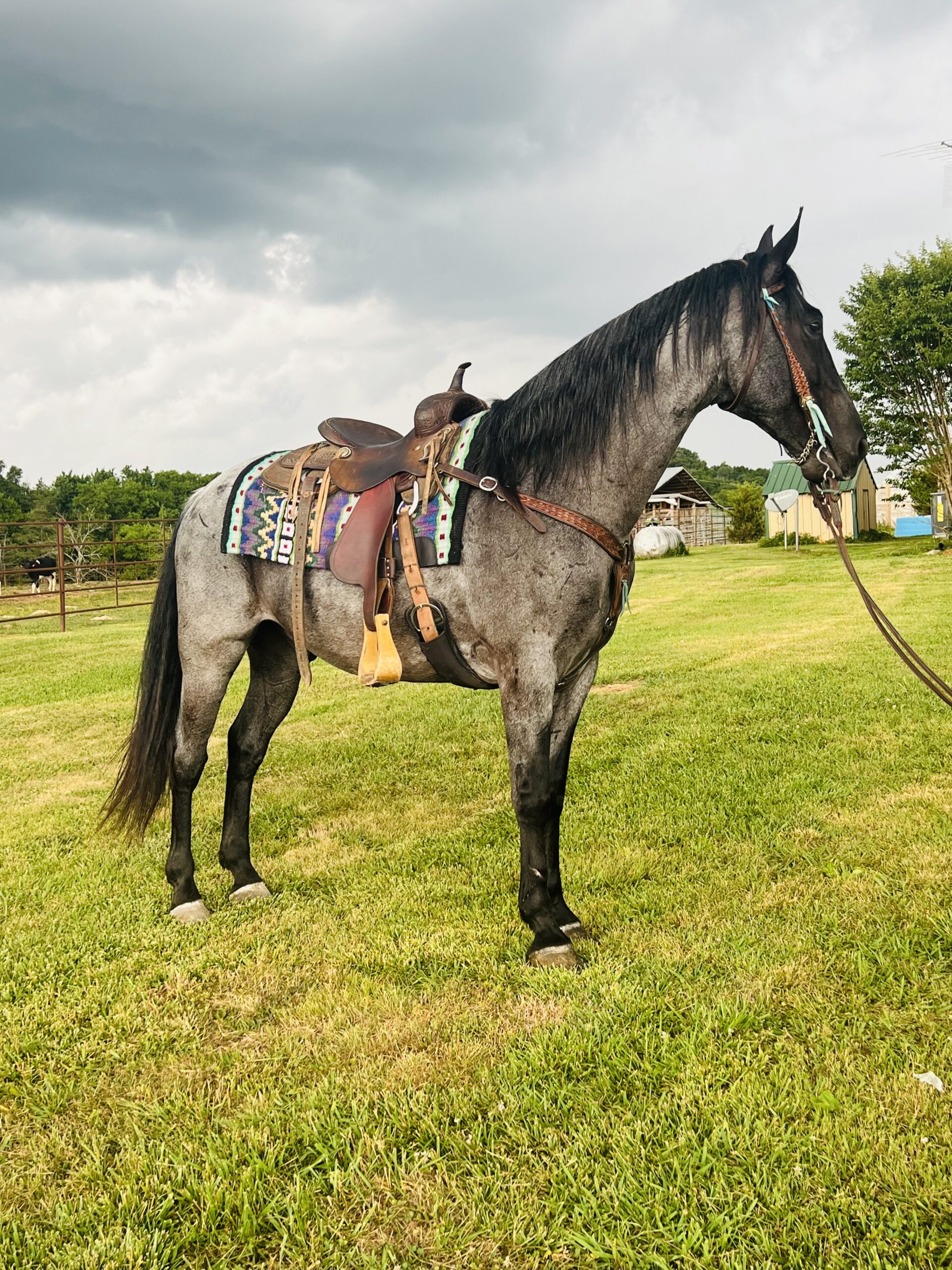 BLUE ROAN TENNESSEE WALKING HORSE DENNIS Classic Horse Auction
