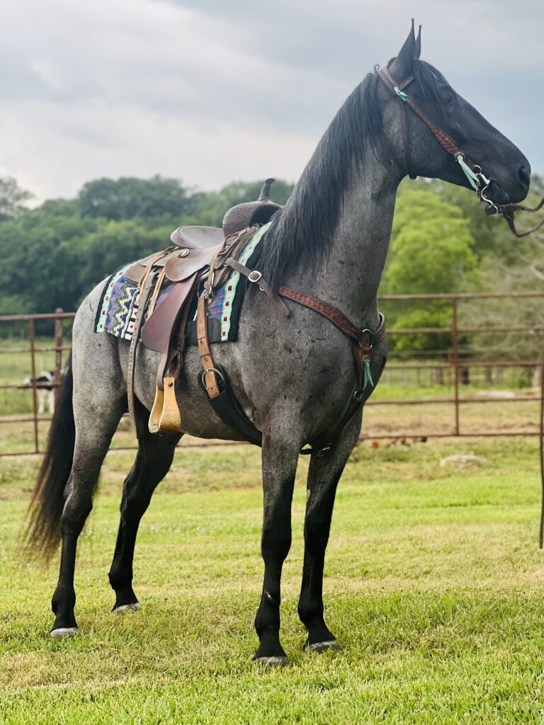 BLUE ROAN TENNESSEE WALKING HORSE DENNIS Classic Horse Auction