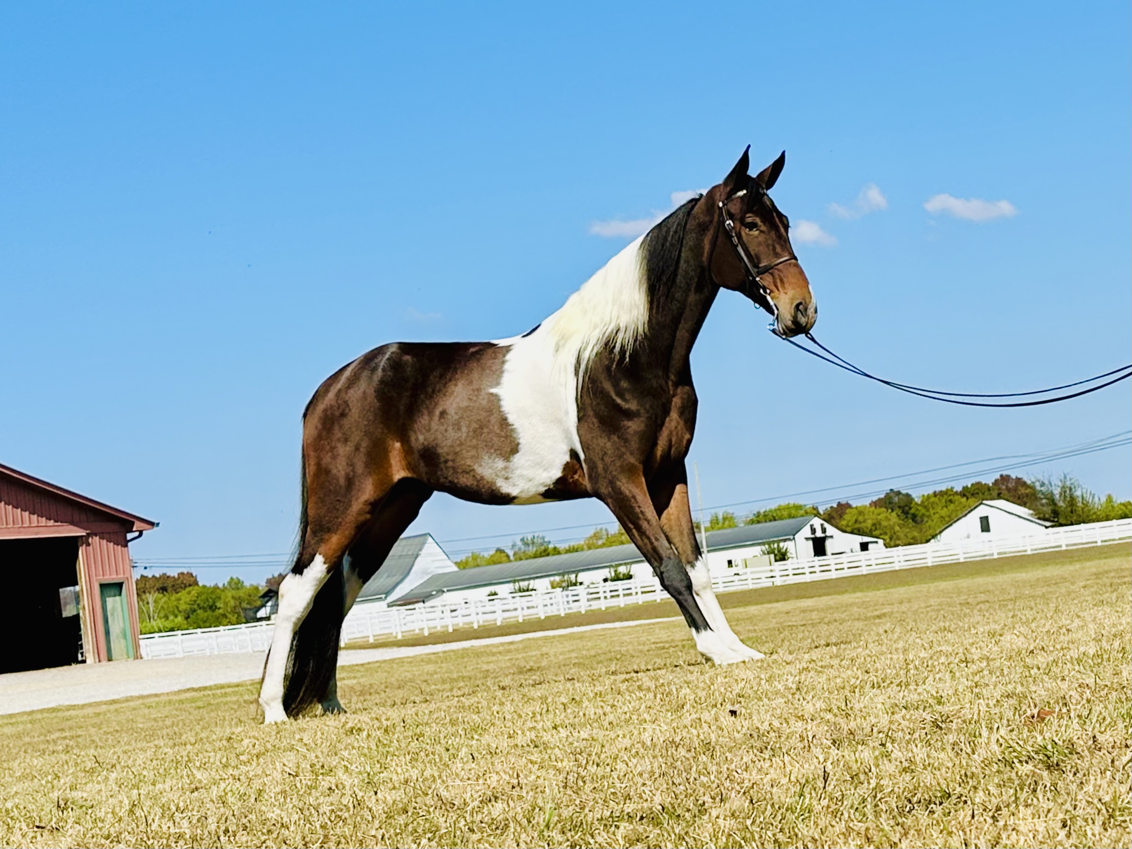 SPOTTED SADDLE HORSE