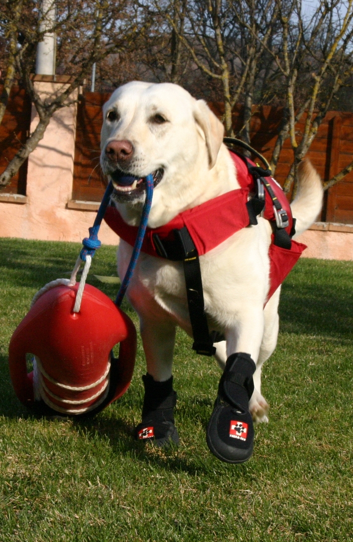 TheraPaw UK Canine Boots