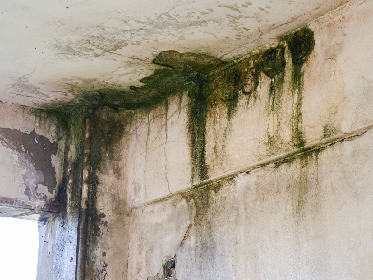 How to Treat Water Damage Walls Classic Restoration