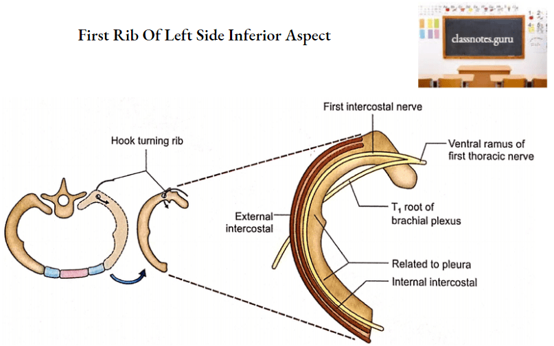 Ribs Anatomy, Ligaments And Clinical Notes Class Notes