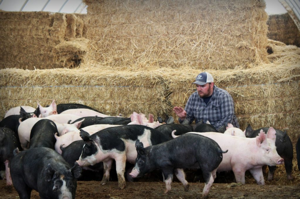 Importance of Farm Animals ClassNotes.ng