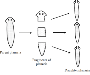 Fragmentation | Class 10, How do organism Reproduce