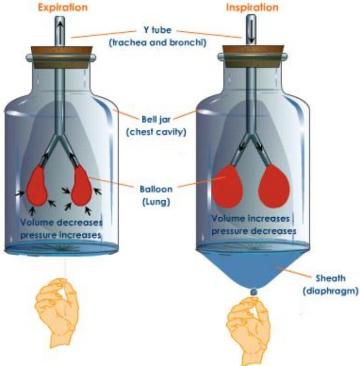 Breathing Class 7, Respiration in Organisms, Science