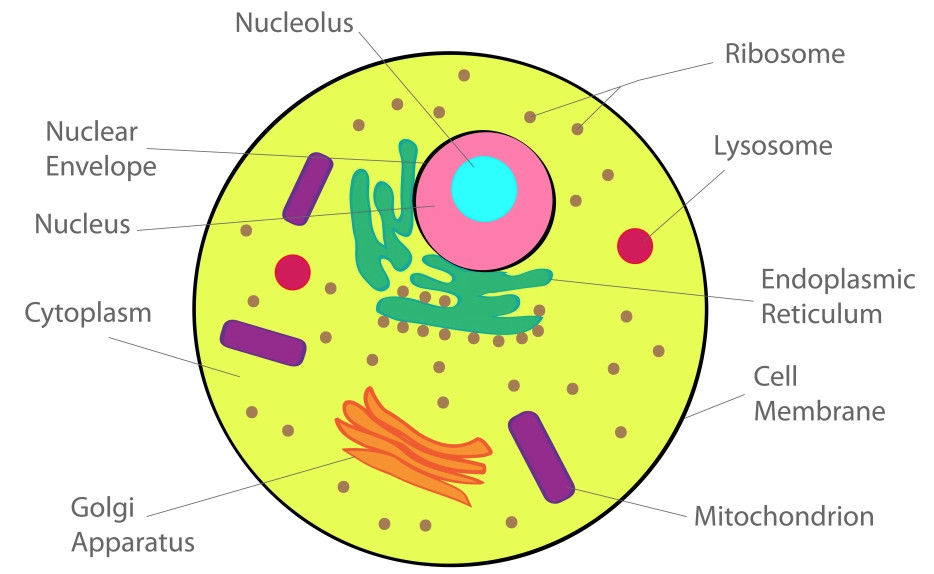 Chapter 8 Cell Structure and Functions Class 8, NCERT Solutions, Science