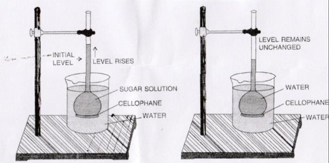 Osmosis and Osmotic Pressure Chemistry, Class 12, Solutions