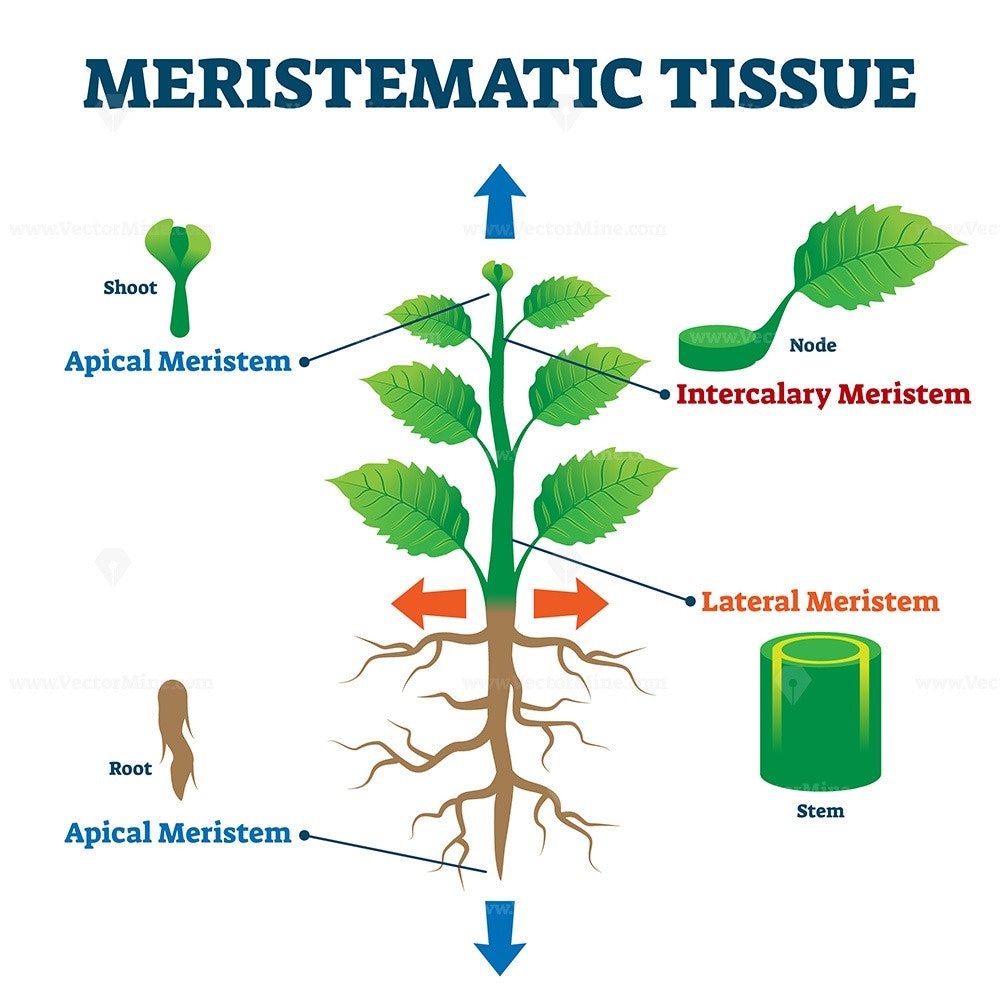 Difference between Meristematic and Permanent tissue CBSE Class Notes